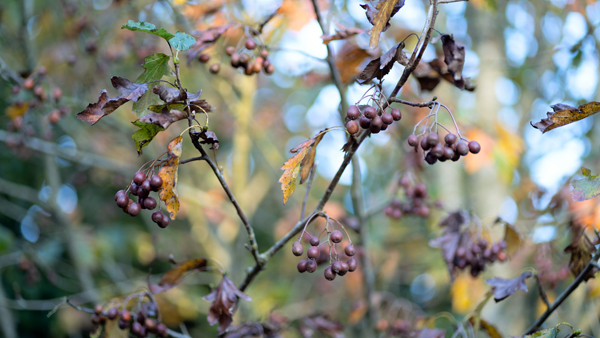 Wild Service Tree &copy; Aaron Parker
